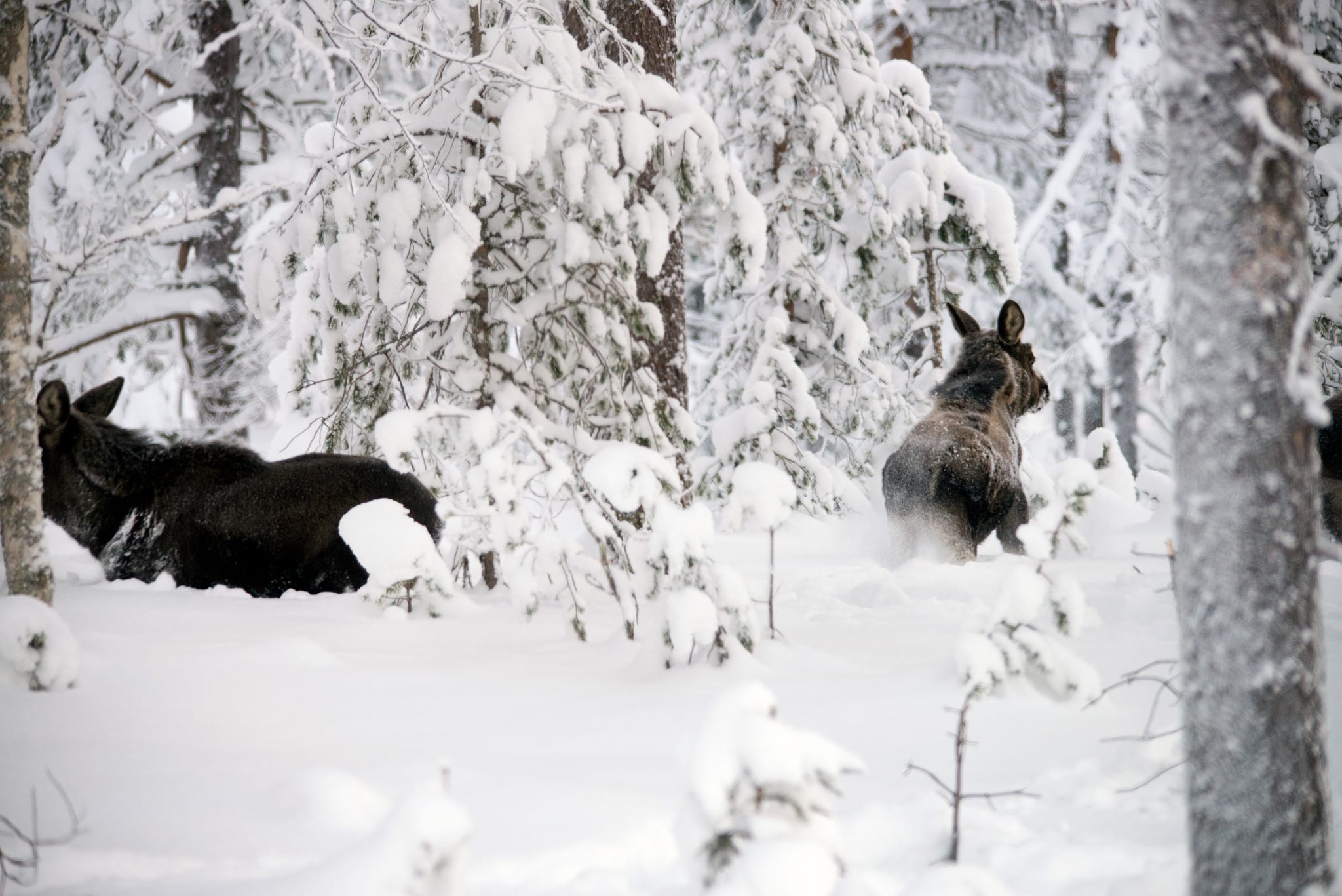 Holmen och Sveaskog överklagar länsstyrelsens nedbantade skyddsjaktbeslut på älg till Naturvårdsverket.
