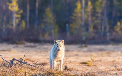 De danska forskarna ser inte hundiblandning i vargpopulationen som ett problem, eftersom icke ändamålsenliga hundegenskaper selekteras bort i naturen.