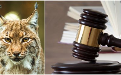 Luleå förvaltningsrätt prutar på lotilldelningen i Örebro län och hänvisar i sin dom till antalsmål som inte finns Foto: Mostphotos