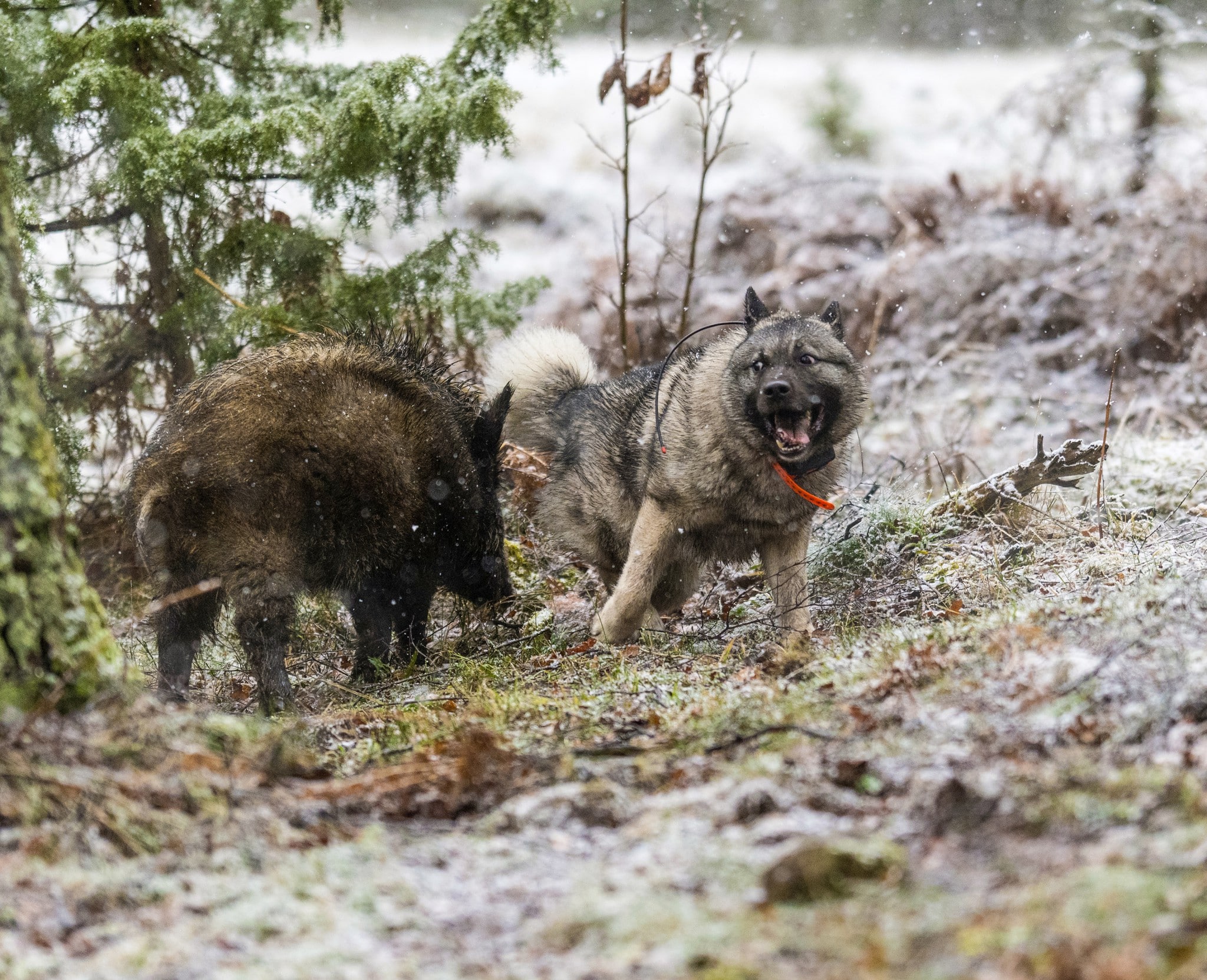 Flest röster lockade jaktsituation mellan gråhunden Järna och ett vildsvin. Foto: Kjell-Erik Moseid