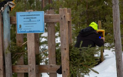 Länsstyrelsen sätter upp en viltkamera vid en av myndighetens egna kamerastationer.