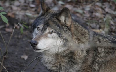 Foto: Peter W Eriksson / Mostphotos