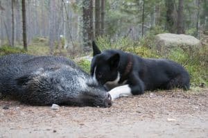 Efter jakt i länder där afrikansk svinpest förekommer är det viktigt att man noga rengör föremål som kan sprida viruset, till exempel bildäck, skor, kläder och annan utrustning. Det är viktigt att få bort blodstänk.