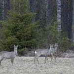 Vårrådjur