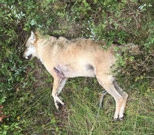 Vargen sköts i Ulvshult i norra Skåne, jaktlaget arrenderar marken av fastighetsägaren Sveaskog. Foto: Ur polisens förundersökning.