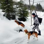 Lojakt med american foxhound