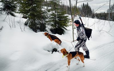 Lojakt med american foxhound