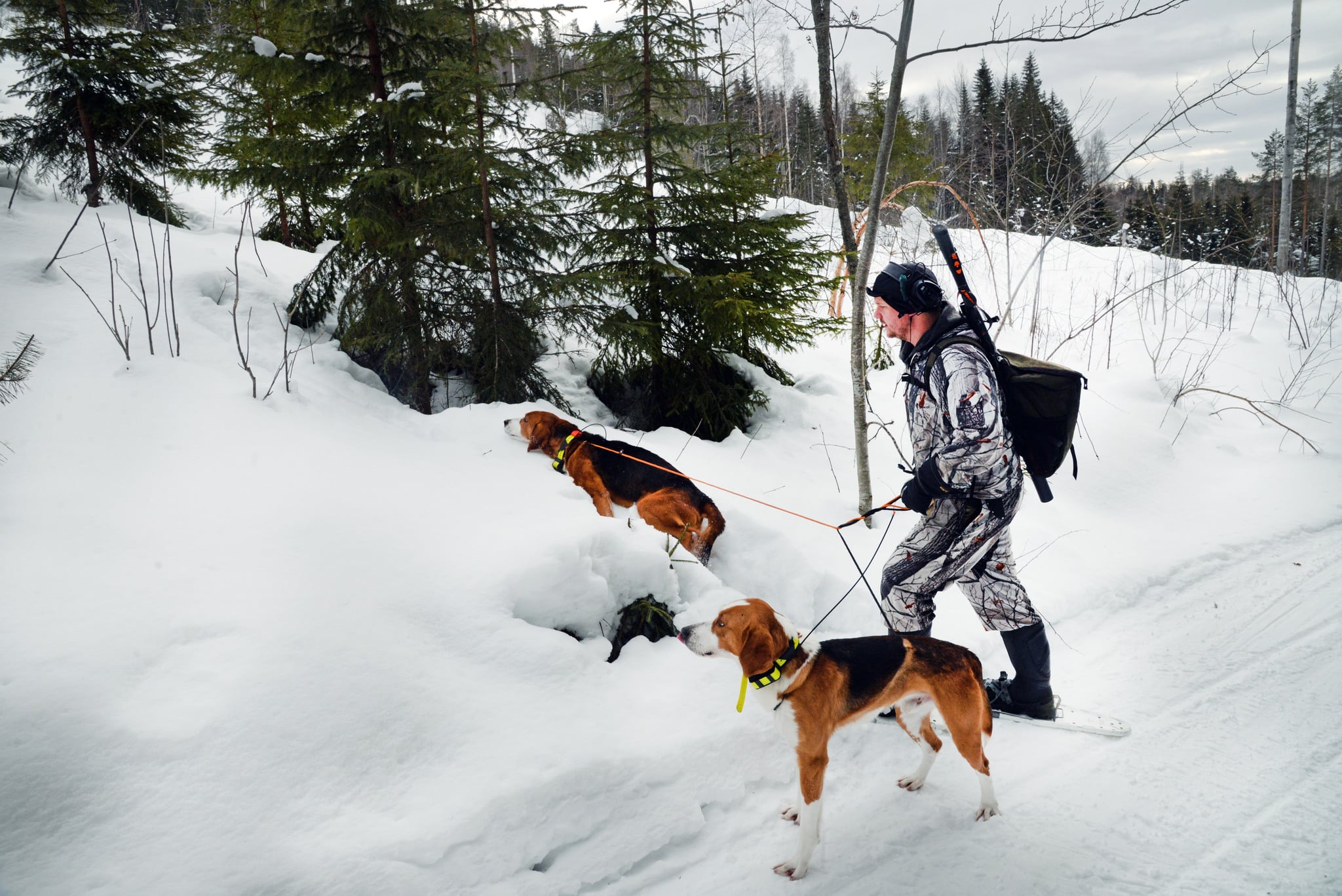 Lojakt med american foxhound