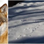 Foto: Peter W Eriksson / Mostphotos