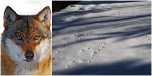 Foto: Peter W Eriksson / Mostphotos