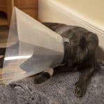 Vildsvinsskadad_hund