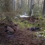 Foto: The Food and Veterinary Service of Latvia