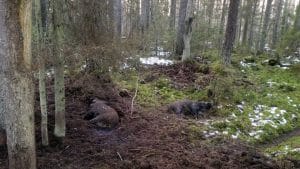 Foto: The Food and Veterinary Service of Latvia