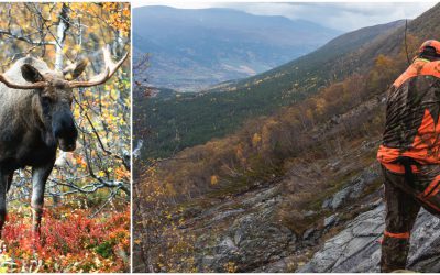 Länsstyrelsen i Jämtlands län kan ha organiserat illegal älgjakt sedan 1987. Foto: Kjell-Erik Moseid samt Kenneth Johansson