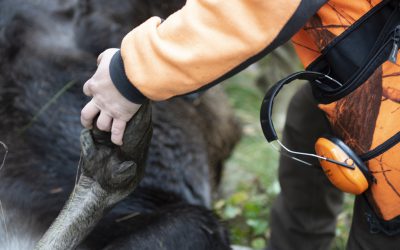 Skogsindustrierna, Sveaskog och Bergvik Skog föreslår utökad jakt på älg i hela landet i sitt förslag till Naturvårdsverket.