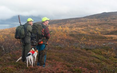 Sametinget vill se kraftiga inskränkningar i jakttiden på ripa.