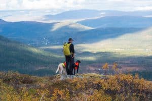 Trots att regeringen vill ge boende i Sverige förtur till småviltjakten i fjällen i inledningen av jakten är det fortsatt många jägare som tvingas ha sina hundar i koppel på grund av avlysta områden.
