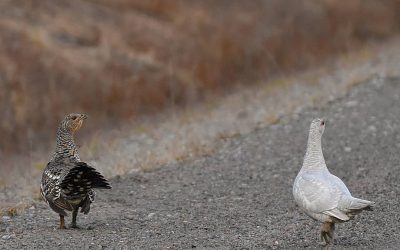 Den vita tjäderhönan tillsammans med en höna i normal färg. Foto: Fredrik Almespång