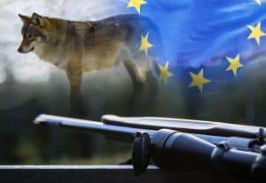EU-valet i maj har stor ­betydelse för jägarna i Sverige. Två av de stora frågorna under den gångna mandatperioden har varit varg och vapen. Foto: Olle Olsson samt Mostphotos.
