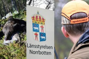 Nu ifrågasätter Jägareförbundet Norrbotten om länsstyrelsens skyddsjaktsbeslut på björn ligger i linje med länsstyrelsens egna riktlinjer. Foto: Lars-Henrik Andersson