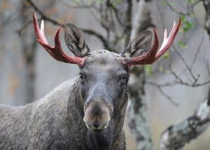 Så blir jakttiderna för älg jaktåret 2019–2020.