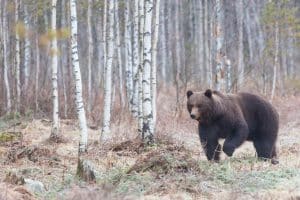 En anmälan om jaktbrott, med fängelse i straffskalan, hamnade på villovägar hos polisen. Nu har den hamnat rätt och förundersökningsledaren har nu påbörjat en utredning.
