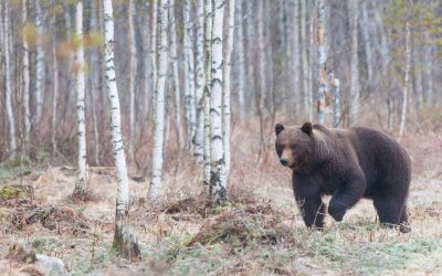 En anmälan om jaktbrott, med fängelse i straffskalan, hamnade på villovägar hos polisen. Nu har den hamnat rätt och förundersökningsledaren har nu påbörjat en utredning.
