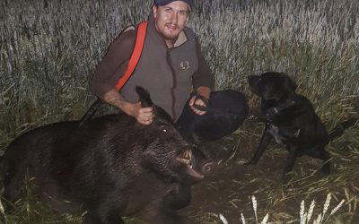 Lyckad jakt i vetefälten. I hund­träningssyfte gjorde Tom Wistrand sedan ett kort dödsök på den store galten med sin gråwachtel Walter. Foto: Privat
