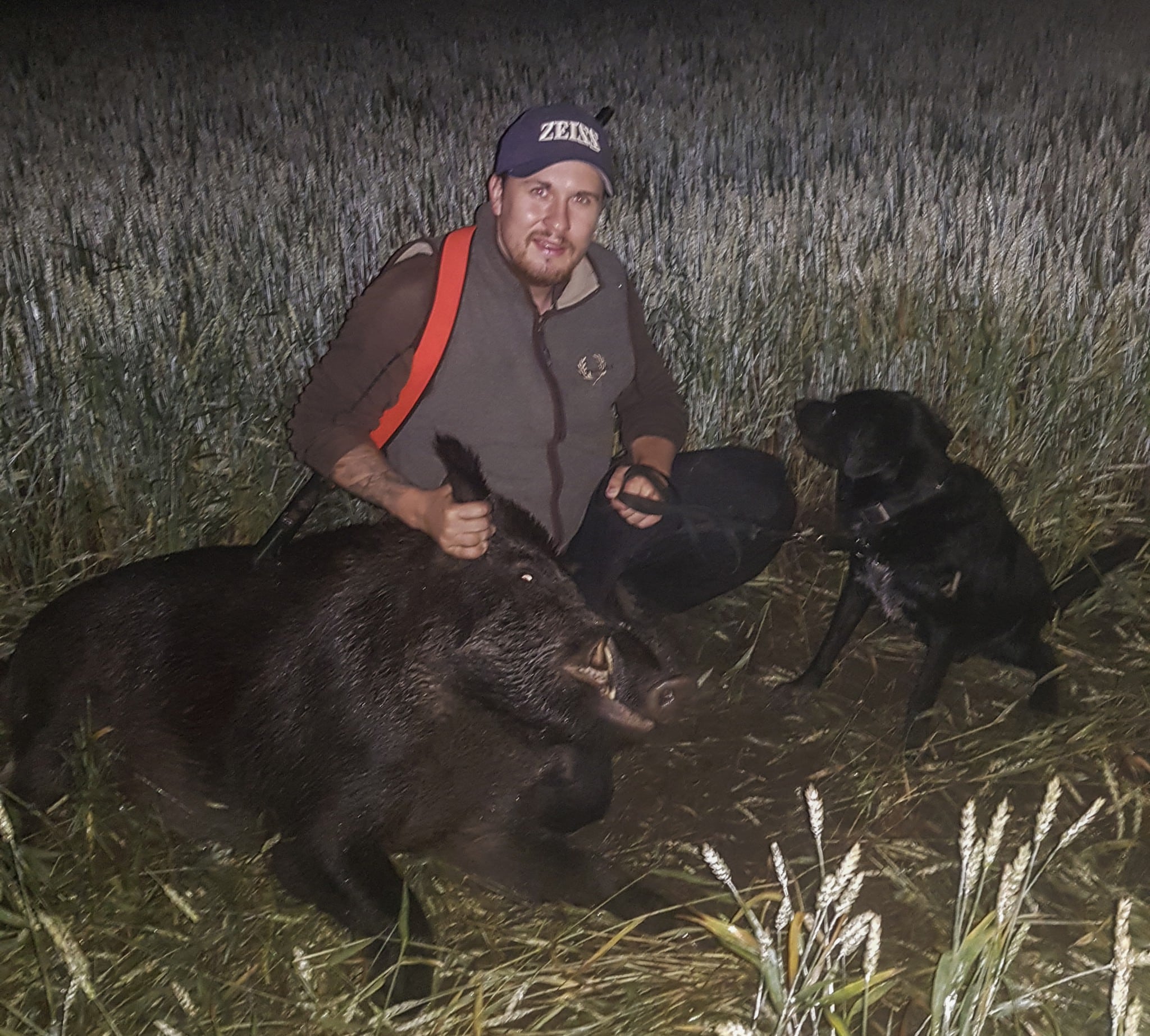 Lyckad jakt i vetefälten. I hund­träningssyfte gjorde Tom Wistrand sedan ett kort dödsök på den store galten med sin gråwachtel Walter. Foto: Privat