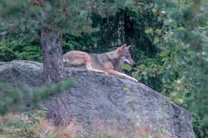 Ingen varg i Jämtland. Det kräver länsstyrelsen och Jägareförbundet. Naturvårdsverket tog nyligen beslut om att tillåta en vargföryngring i Jämtland.