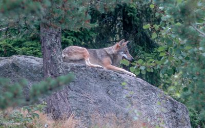 Ingen varg i Jämtland. Det kräver länsstyrelsen och Jägareförbundet. Naturvårdsverket tog nyligen beslut om att tillåta en vargföryngring i Jämtland.