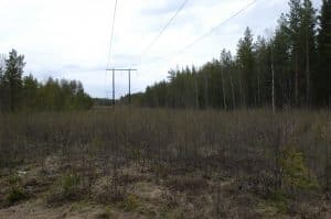 En kraftledningsgata producerar mycket viltfoder om man undviker att röja den ner till svarta jorden. Foto: Bernt Karlsson