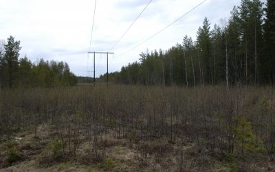 En kraftledningsgata producerar mycket viltfoder om man undviker att röja den ner till svarta jorden. Foto: Bernt Karlsson