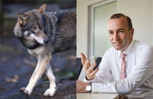 Manfred Weber
