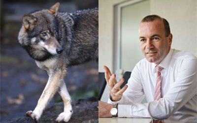 Manfred Weber