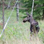 Skribenten uppmanar alla jaktlag till bojkott av Stora Ensos nya villkor.