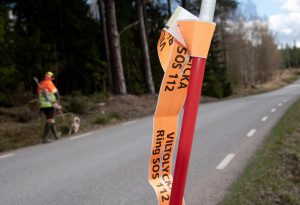 Trafiklolyckorna med lodjur och även varg ökar markant i Kalmar län.