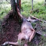 Tragedi i naturen. En älgkalv mötte en plågsam död sedan den fastnat i en klyka i en sälg.
