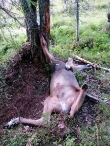 Tragedi i naturen. En älgkalv mötte en plågsam död sedan den fastnat i en klyka i en sälg.