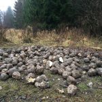 Den i Sverige nyupptäckta skadegöraren rotgallnematoder innebär stora bekymmer vid odling av potatis och morötter. Jordbruksverket varnar för att den kan spridas till nya områden med sockerbetor som läggs ut som viltfoder.