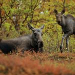 Finns det ovanligt få älgkalvar i år? Mycket tyder på det och nu vill Jägareförbundet ha jägarnas hjälp via älgobsen.