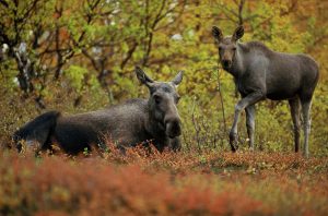 Finns det ovanligt få älgkalvar i år? Mycket tyder på det och nu vill Jägareförbundet ha jägarnas hjälp via älgobsen.