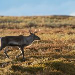Det är anmärkningsvärt att länsstyrelsen slentrianmässigt avlyser småviltjakten istället för att bereda jägare tillgång till naturen och jakten, anser skribenten.