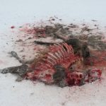 Älg dödad av varg.
