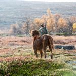 Svenska Kennelklubben vill att norska jakthundar stannar hemma, tills det finns klarhet i vad som orsakat sjukdomsutbrottet.