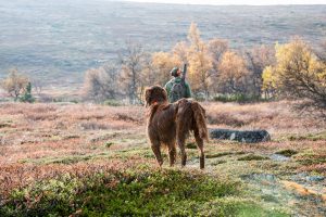 Svenska Kennelklubben vill att norska jakthundar stannar hemma, tills det finns klarhet i vad som orsakat sjukdomsutbrottet.