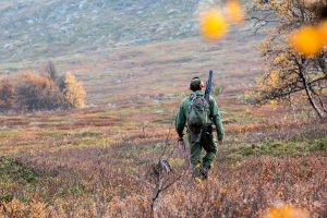 Småviltjakten stör renskötseln. Men älgjakten gör det inte, anser länsstyrelsen i Jämtlands län.