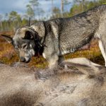 Älgjakten avbryts inom Trönö viltvårdsområde på grund av att det enligt jägarna knappt finns några älgar att jaga längre.