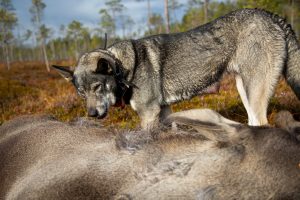 Älgjakten avbryts inom Trönö viltvårdsområde på grund av att det enligt jägarna knappt finns några älgar att jaga längre.