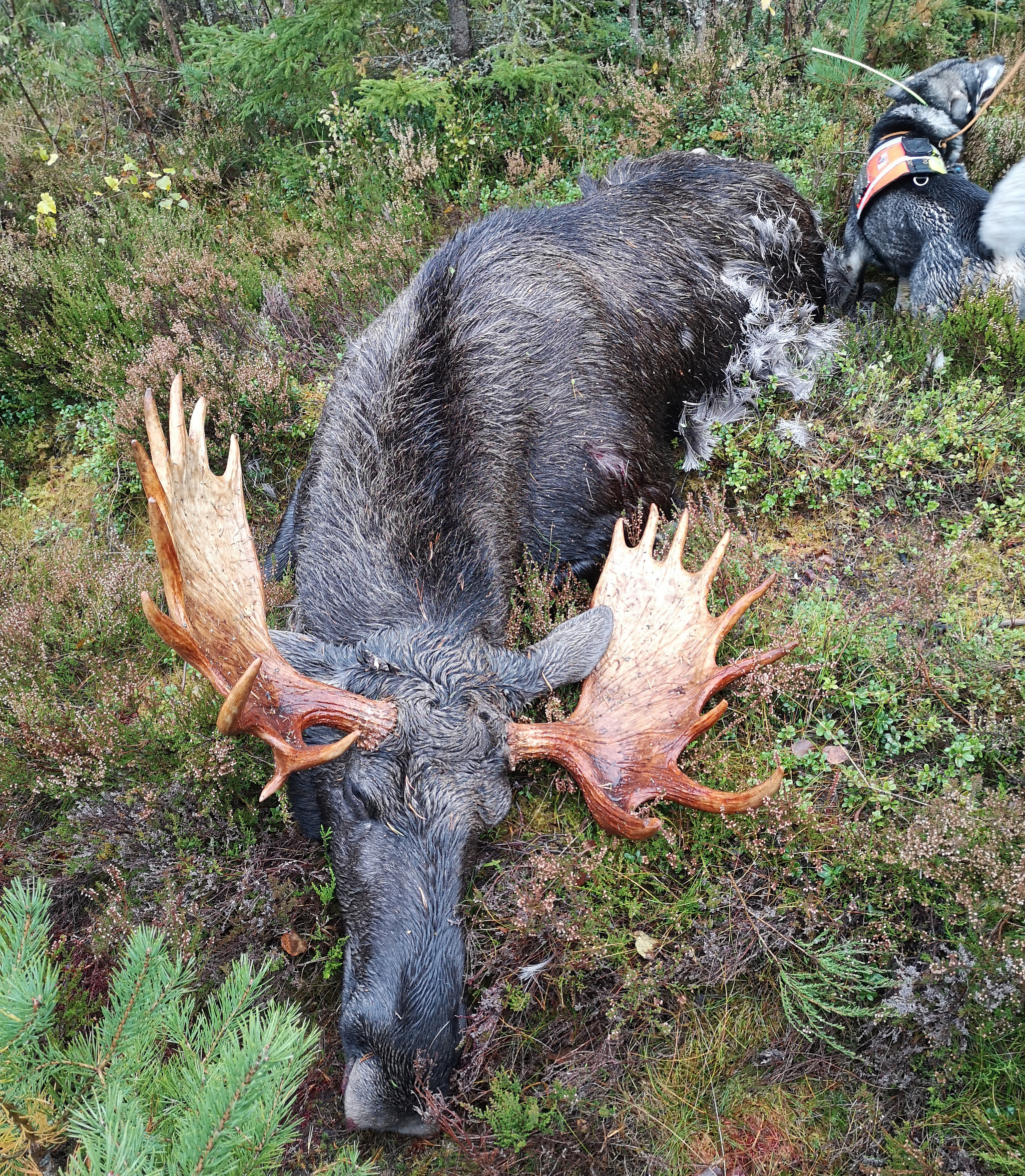 Stor_älg_1